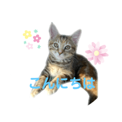 [LINEスタンプ] クルミさん2