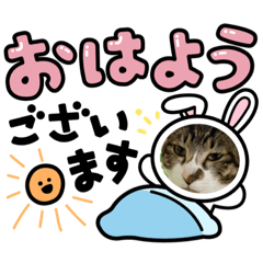 [LINEスタンプ] 家キジ猫スタンプ
