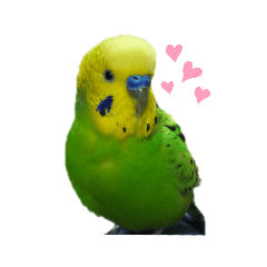 [LINEスタンプ] インコのピーちゃん、すきすき