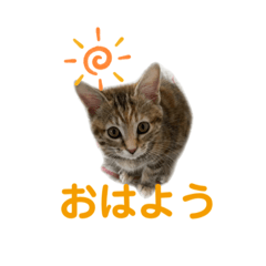 [LINEスタンプ] クルミさん3