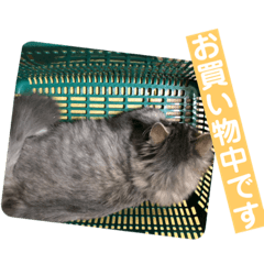 [LINEスタンプ] うちのねこーズ3