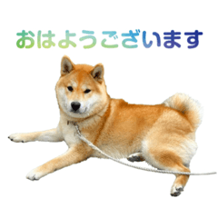 [LINEスタンプ] 柴犬CORO2 日本語