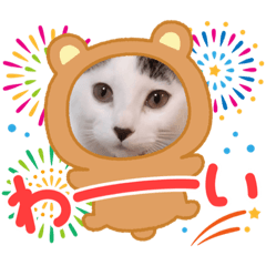 [LINEスタンプ] 年中使える家猫スタンプ