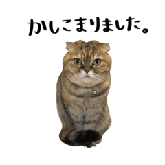 [LINEスタンプ] スコティッシュフォールドの小梅2−2