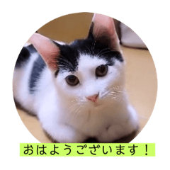 [LINEスタンプ] 可愛いごましちゃんスタンプ