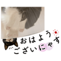[LINEスタンプ] 鍵しっぽ保護猫キーちゃん【ゆる敬語＋α】