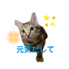 [LINEスタンプ] クルミさん励ます系