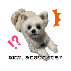[LINEスタンプ] ポメマルももの日常 2