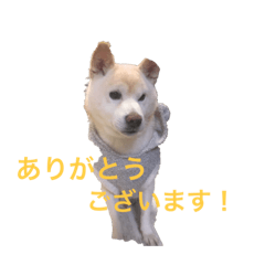 [LINEスタンプ] やまとのごあいさつ