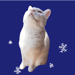 [LINEスタンプ] 耐え忍ぶ白猫※冬
