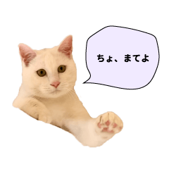 [LINEスタンプ] かわいい動物コミュニケーションスタンプ 4の画像（メイン）