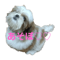 [LINEスタンプ] シーズーるっちゃん♡♡