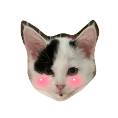 [LINEスタンプ] R＆G保護猫スタンプシンプルバージョン