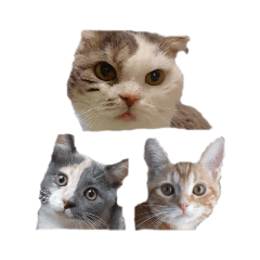 [LINEスタンプ] ねこにゃん22