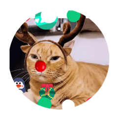 [LINEスタンプ] ガッシーねこーず2階ねこーずスタンプ