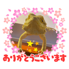 [LINEスタンプ] フトアゴ我太郎『お礼』『お詫び』スタンプ
