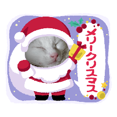 [LINEスタンプ] R＆G保護猫スタンプクリスマスバージョン