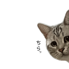 [LINEスタンプ] ジィルスタンプ⑥