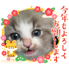 [LINEスタンプ] 暴れん坊ニャン軍
