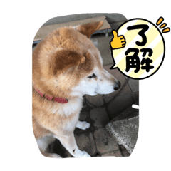 [LINEスタンプ] 柴犬ゲン18才