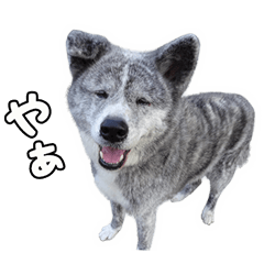 [LINEスタンプ] 八王子秋田犬軍団