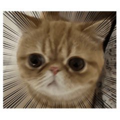 [LINEスタンプ] トム猫の日常
