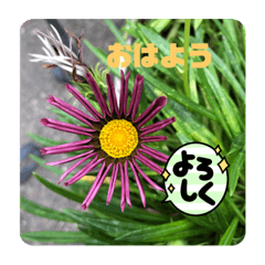 [LINEスタンプ] 紫色の花だより