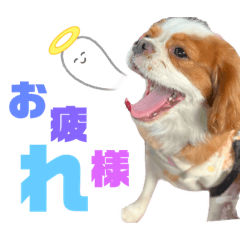 [LINEスタンプ] ●キャバリア●モカちゃんの一言シリーズ