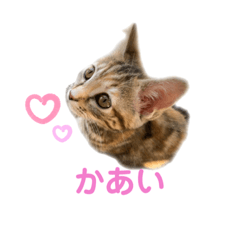 [LINEスタンプ] クルミさん飼い主の口癖