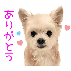 [LINEスタンプ] くむりむ兄妹犬