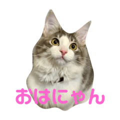 [LINEスタンプ] 毎日使える猫のルーシー