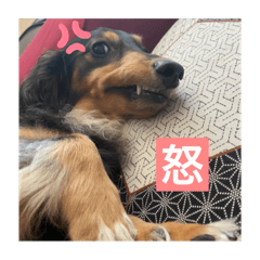 [LINEスタンプ] うちのきかん坊