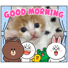 [LINEスタンプ] むむの子猫の時のかわいいスタンプだよ