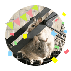 [LINEスタンプ] ウチのぽてとさらだ