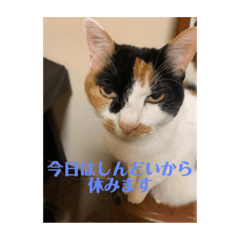 [LINEスタンプ] まるまるかいかい