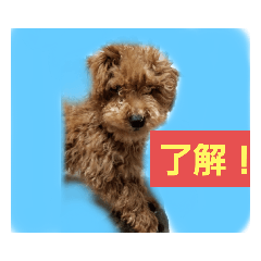 [LINEスタンプ] サン日常スタンプ