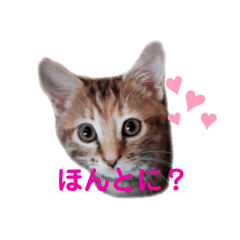 [LINEスタンプ] クルミさん飼い主口癖