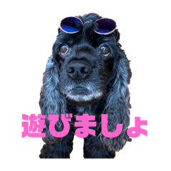 [LINEスタンプ] 黒コッカー チョコの日常