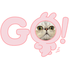 [LINEスタンプ] 犬と猫の愉快な仲間達