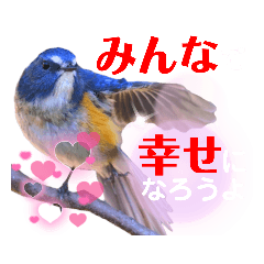 [LINEスタンプ] 幸せを運ぶ青い鳥たち【正規版（第2版）】