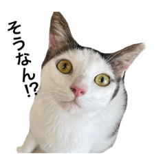 [LINEスタンプ] ネコロミコロン-スタンプになった猫-
