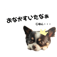 [LINEスタンプ] ぼくはチャイ。
