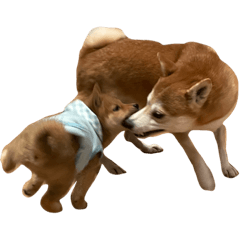 [LINEスタンプ] 柴犬 あられとせんべえ