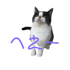 [LINEスタンプ] おうち猫はなちゃんのスタンプ5