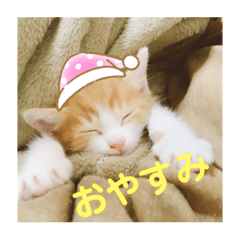 [LINEスタンプ] 我が家のいぬねこたち