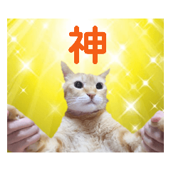 [LINEスタンプ] 愛猫☆メロちゃん♂の激かわスタンプ