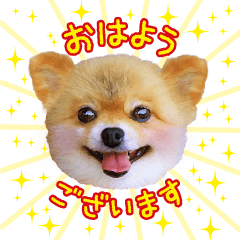 [LINEスタンプ] ポメラニアン もふた 5