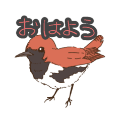 [LINEスタンプ] 奄美の野鳥シリーズ1 アカヒゲver
