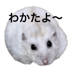 [LINEスタンプ] うちのボケハム