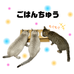 [LINEスタンプ] シャムトラ×キジトラ にゃんスタ